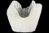Kettneraspis Prescheri Trilobite - Long Occipital Spine #74880-2
